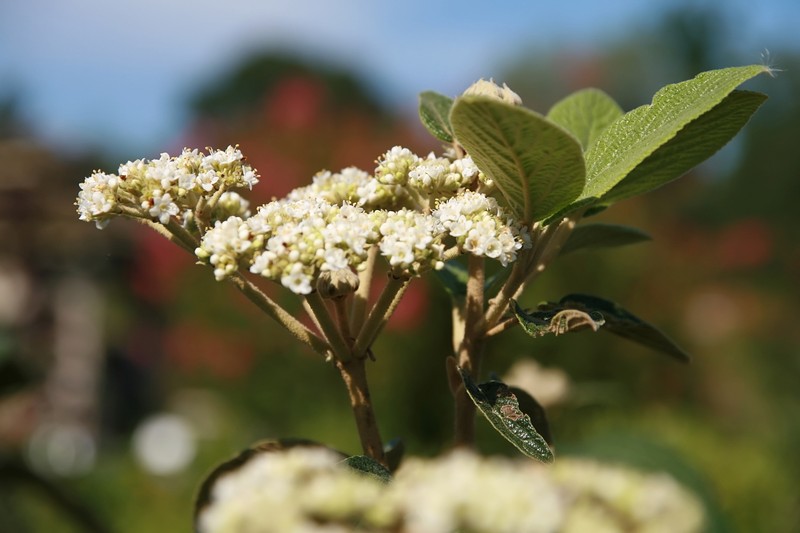 Viburnum photo 3