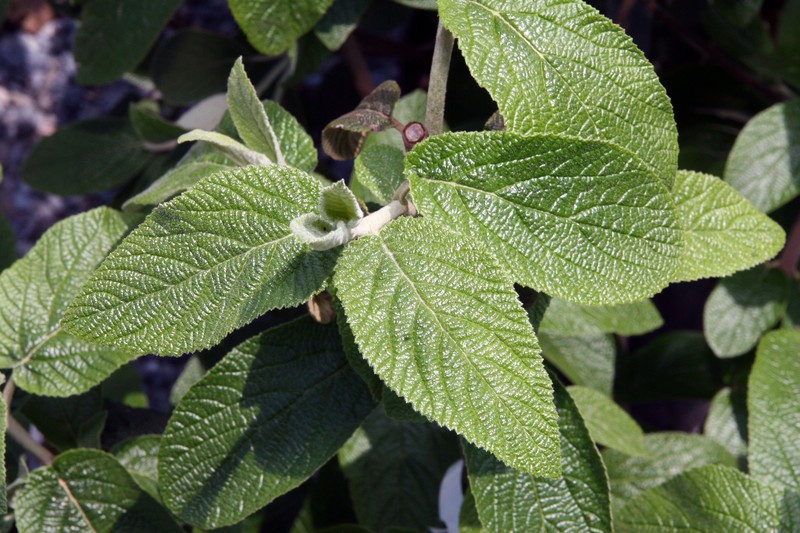 Viburnum photo 4