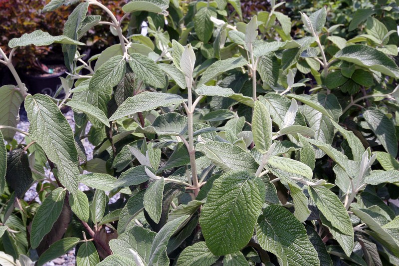 Viburnum photo 5