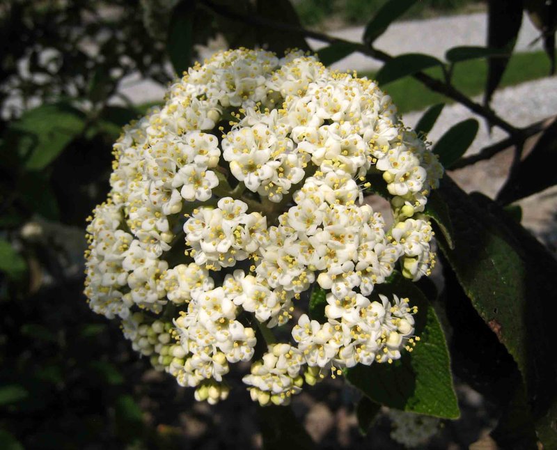 Viburnum