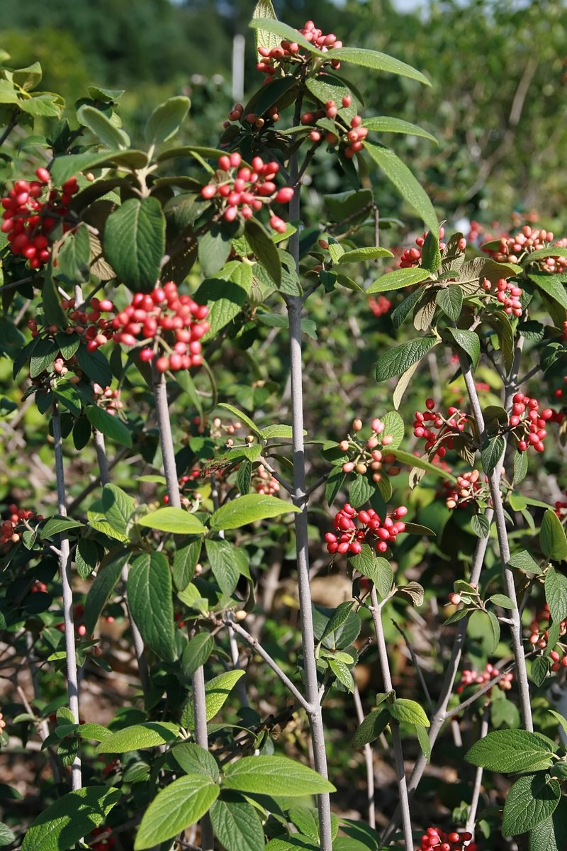 Viburnum photo 6