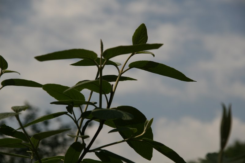 Viburnum photo 7