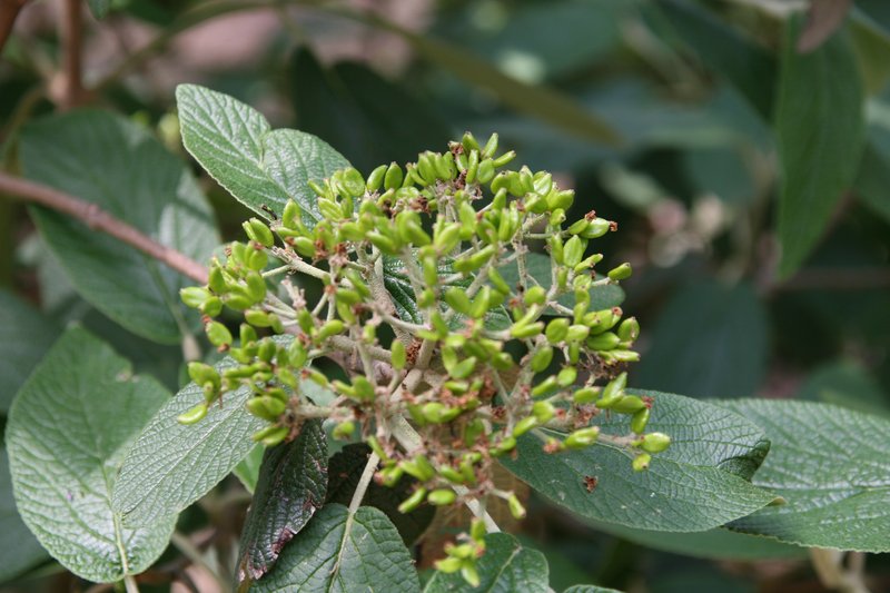 Viburnum photo 8