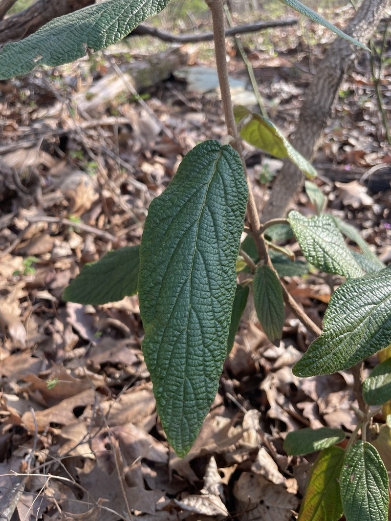 Leatherleaf Arrowwood photo 2