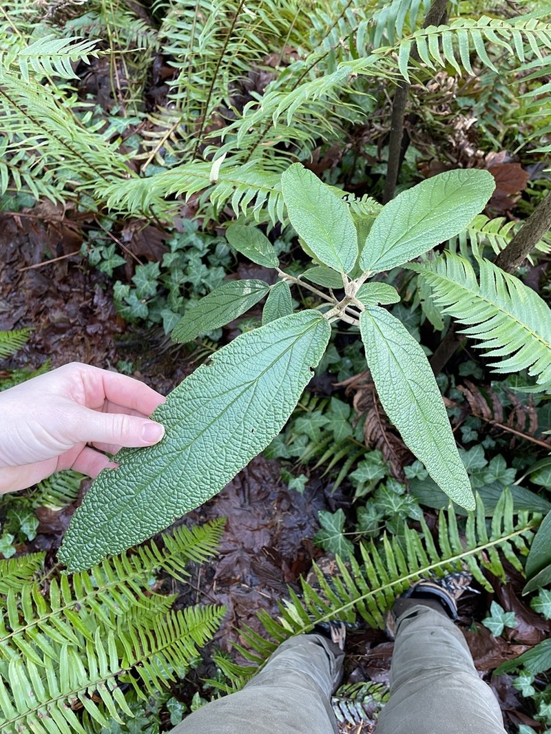 Leatherleaf Arrowwood photo 3