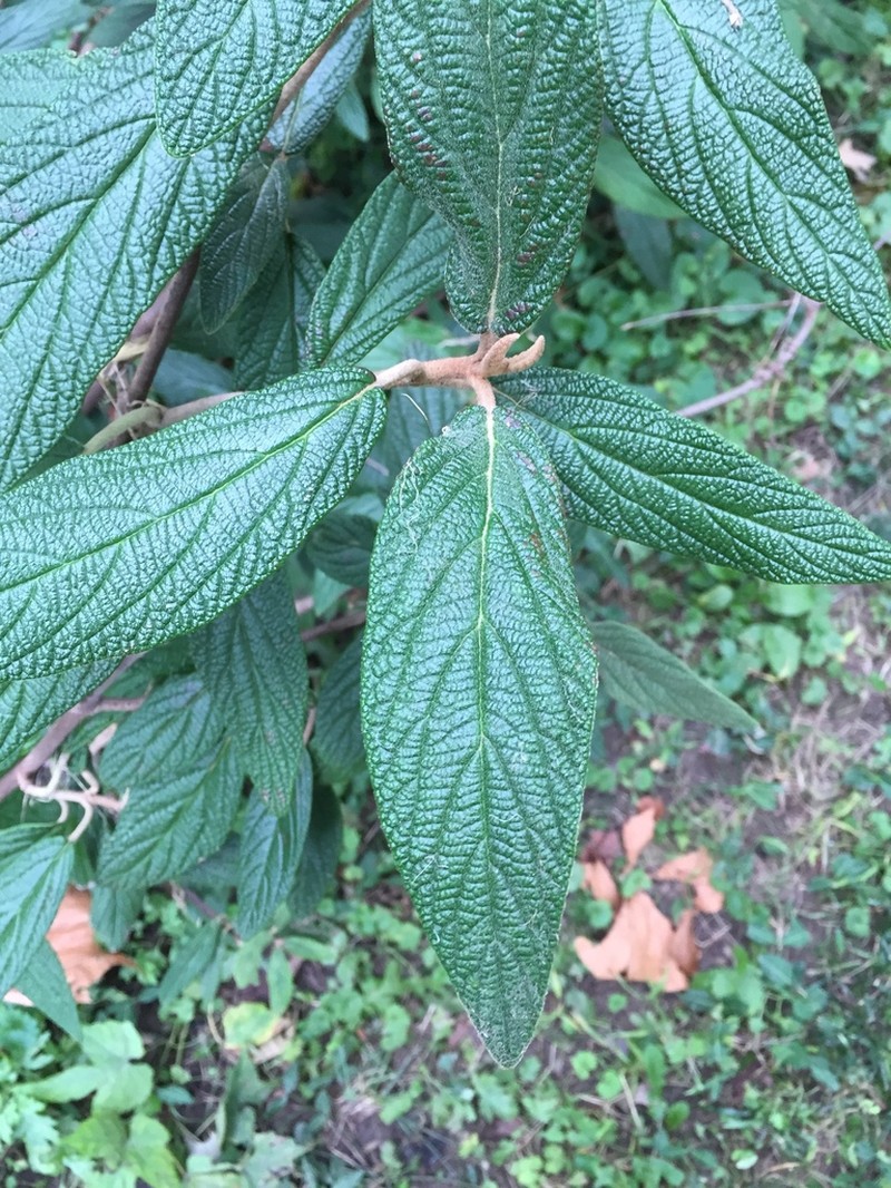 Leatherleaf Arrowwood photo 5