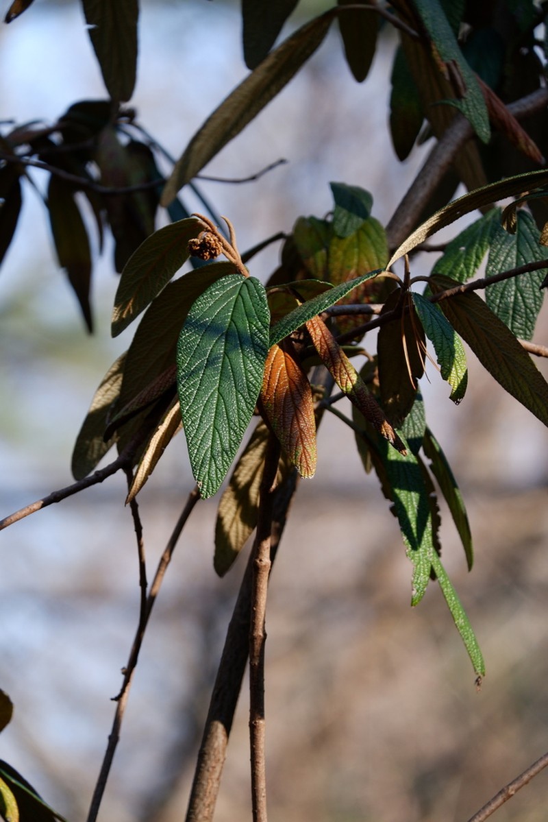 Leatherleaf Arrowwood photo 7