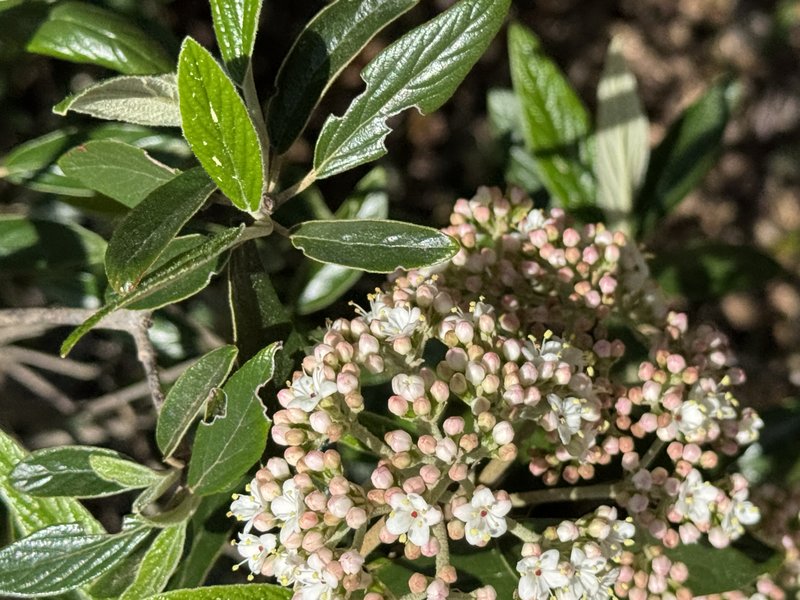 Leatherleaf Arrowwood photo 4