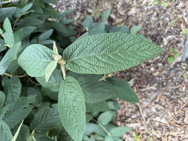 Leatherleaf Arrowwood photo 5