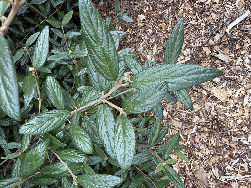 Leatherleaf Arrowwood photo 6