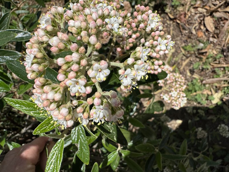 Leatherleaf Arrowwood photo 8