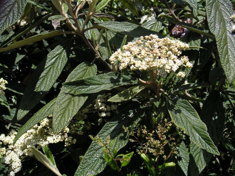 Leatherleaf Arrowwood