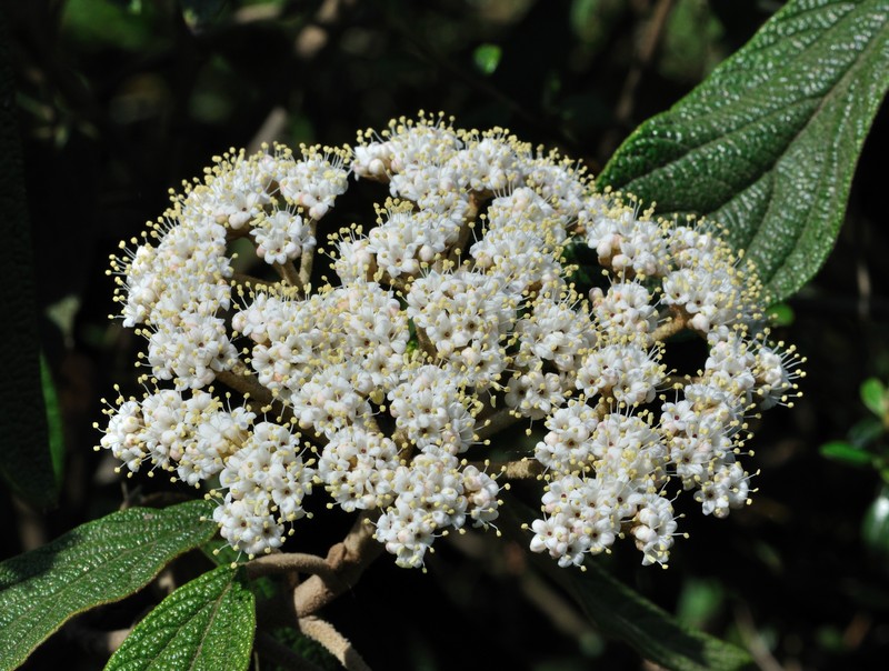 Leatherleaf Arrowwood photo 2