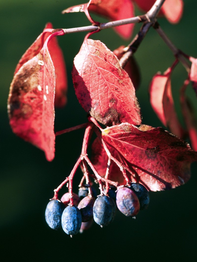 Rusty Blackhaw photo 3