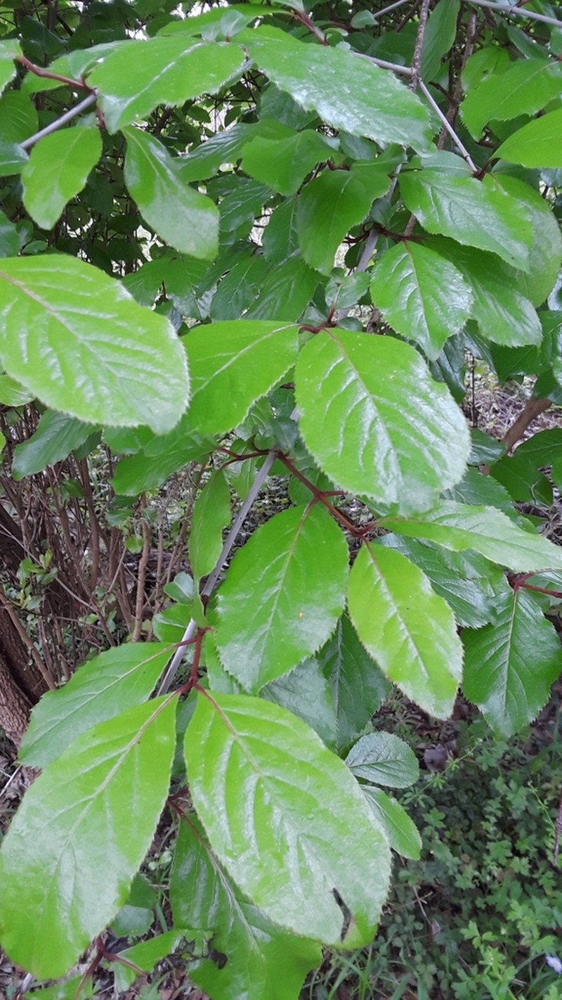 Rusty Blackhaw photo 4