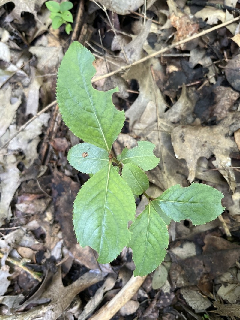 Rusty Blackhaw photo 5