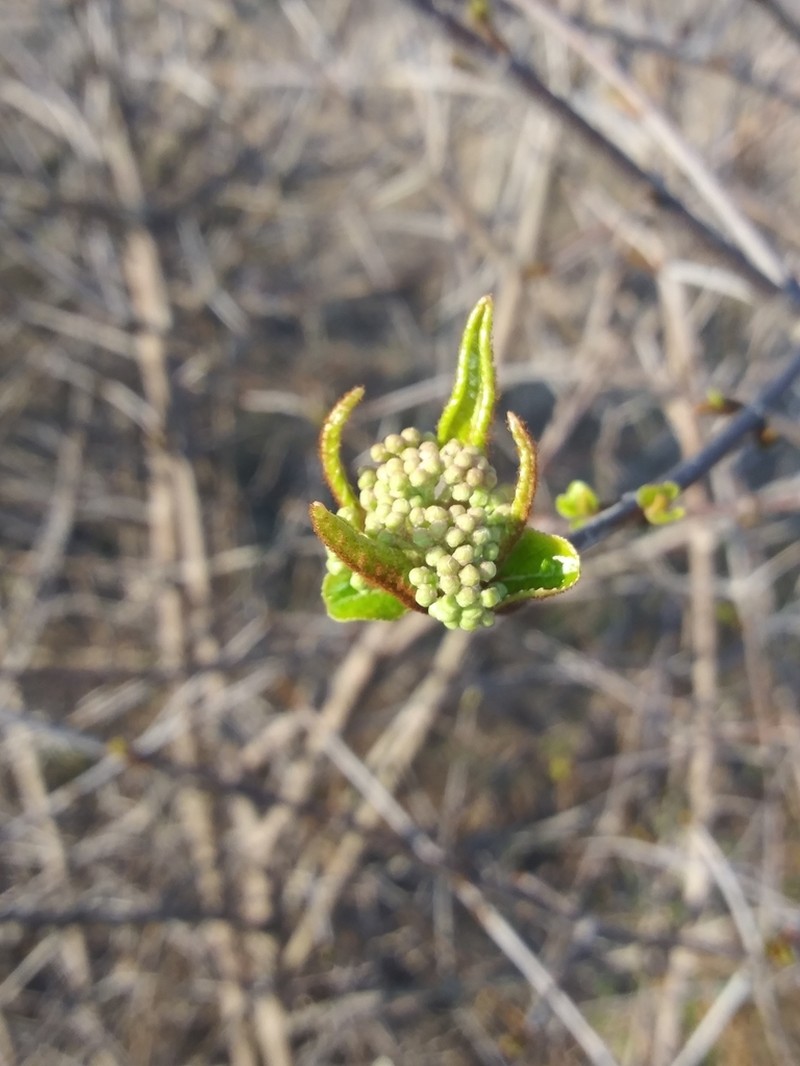 Rusty Blackhaw photo 6