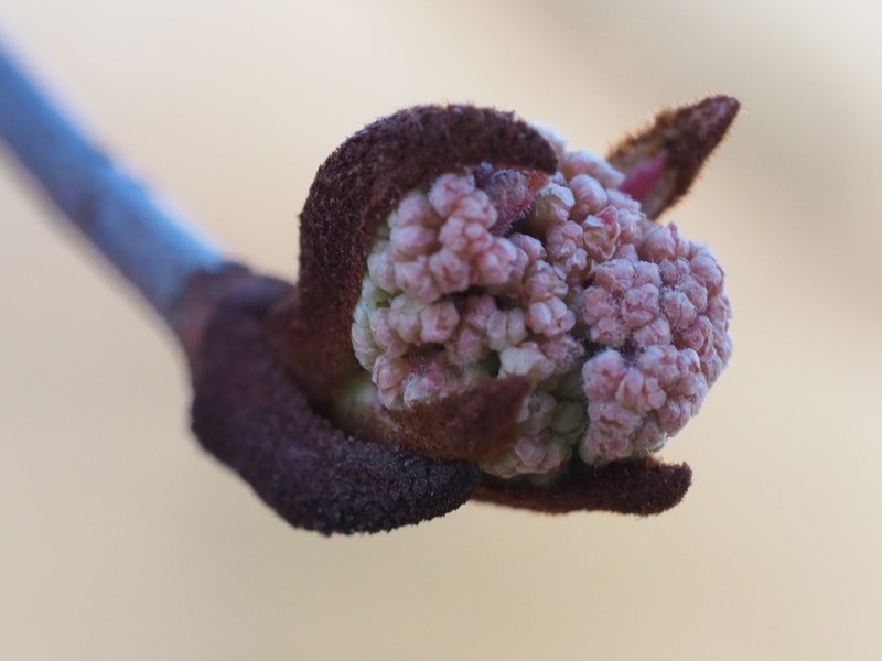 Rusty Blackhaw photo 7
