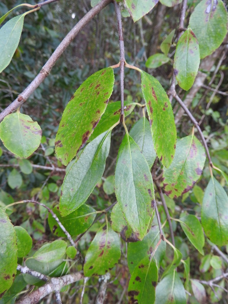 Rusty Blackhaw photo 8