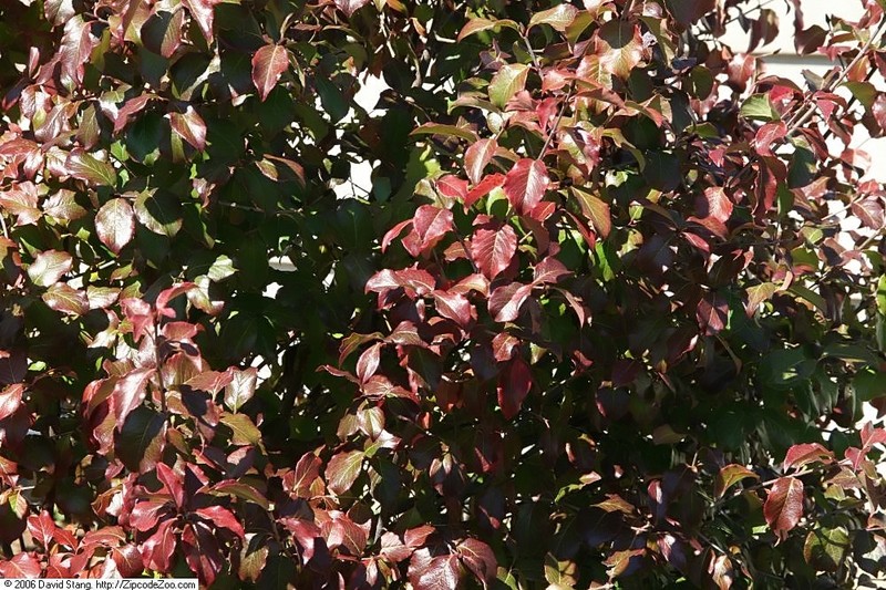 Rusty Blackhaw