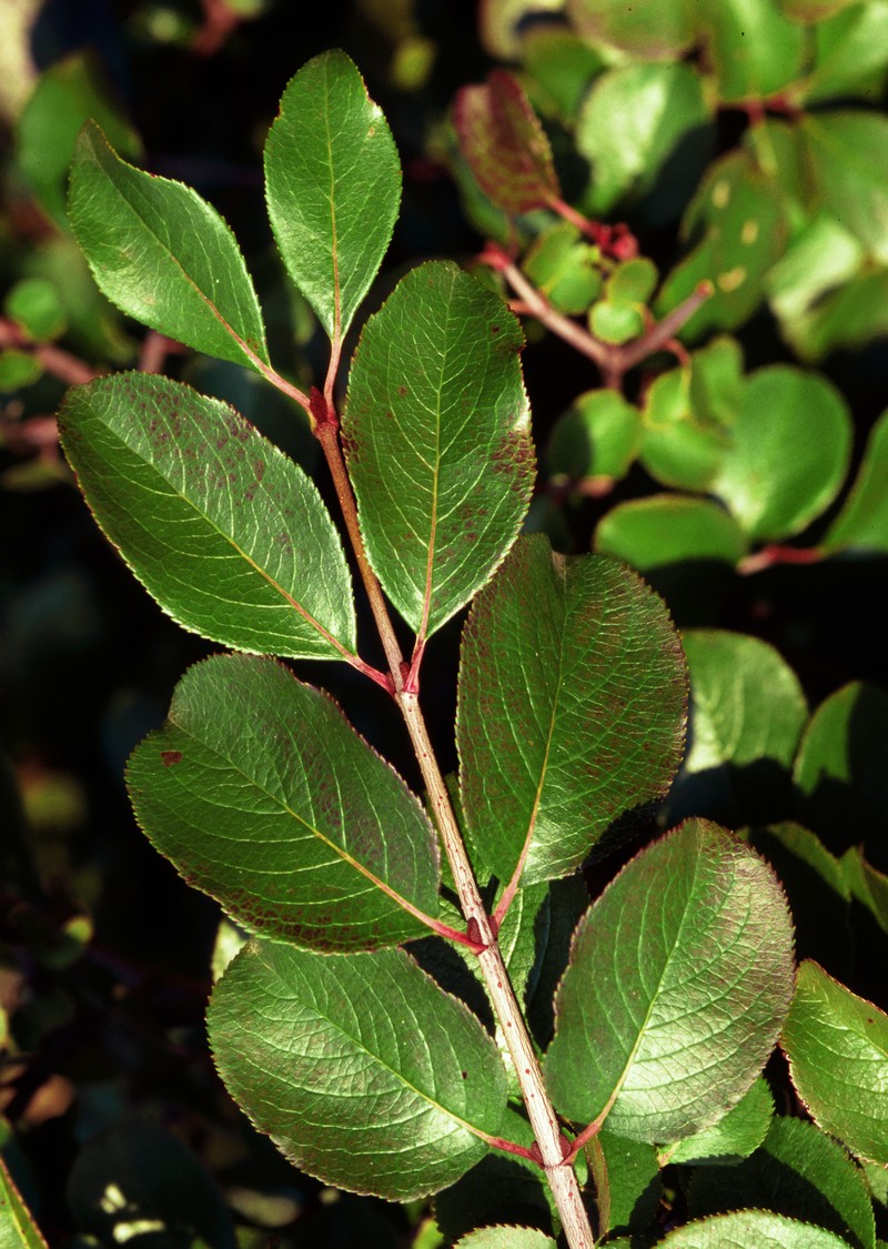 Rusty Blackhaw photo 2