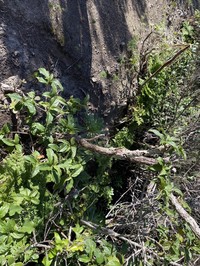 Viburnum rugosum