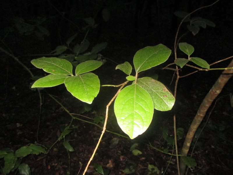 Viburnum rugosum photo 2