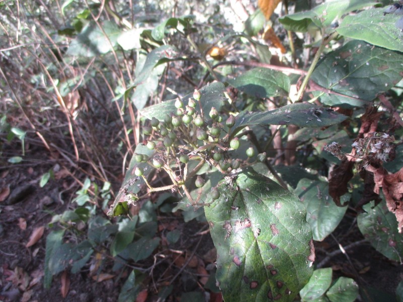 Viburnum rugosum photo 3
