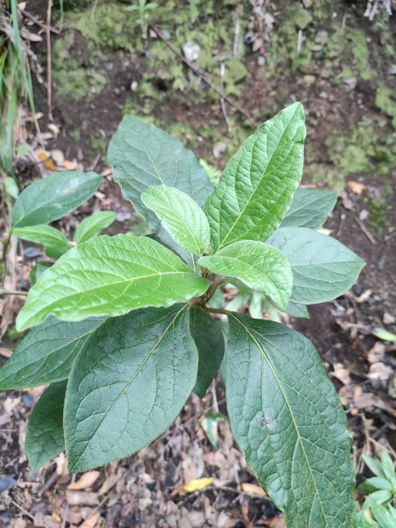 Viburnum rugosum photo 4