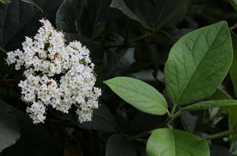 Viburnum rugosum photo 5