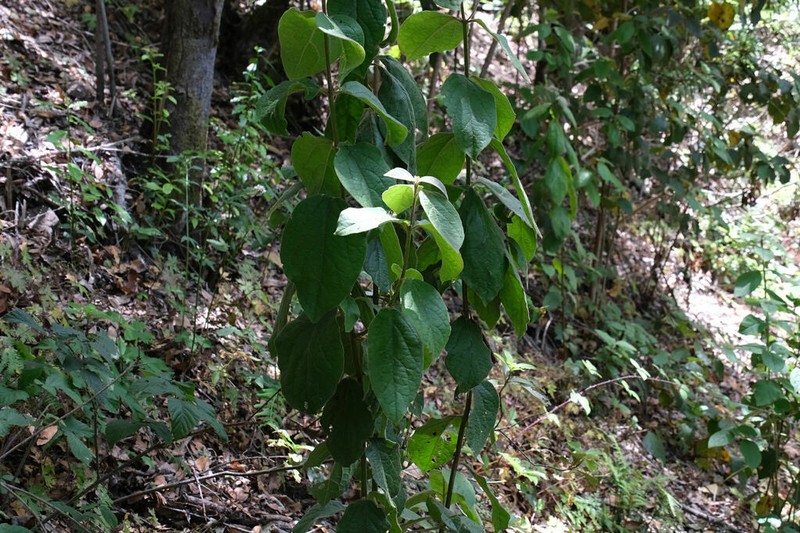 Viburnum rugosum photo 6