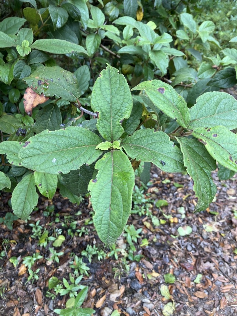 Viburnum rugosum photo 7