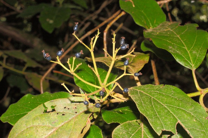 Viburnum rugosum photo 8
