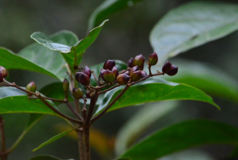 Viburnum sambucinum