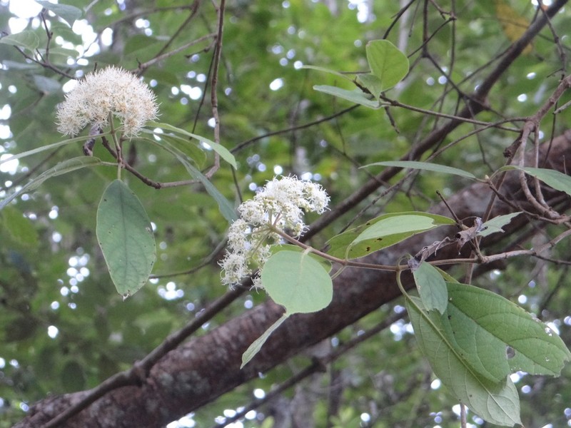 Viburnum sambucinum photo 3