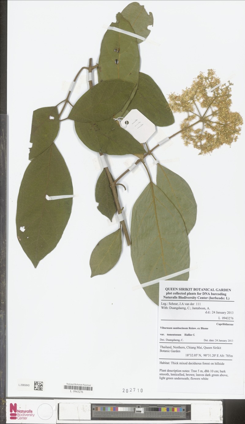 Viburnum sambucinum photo 5