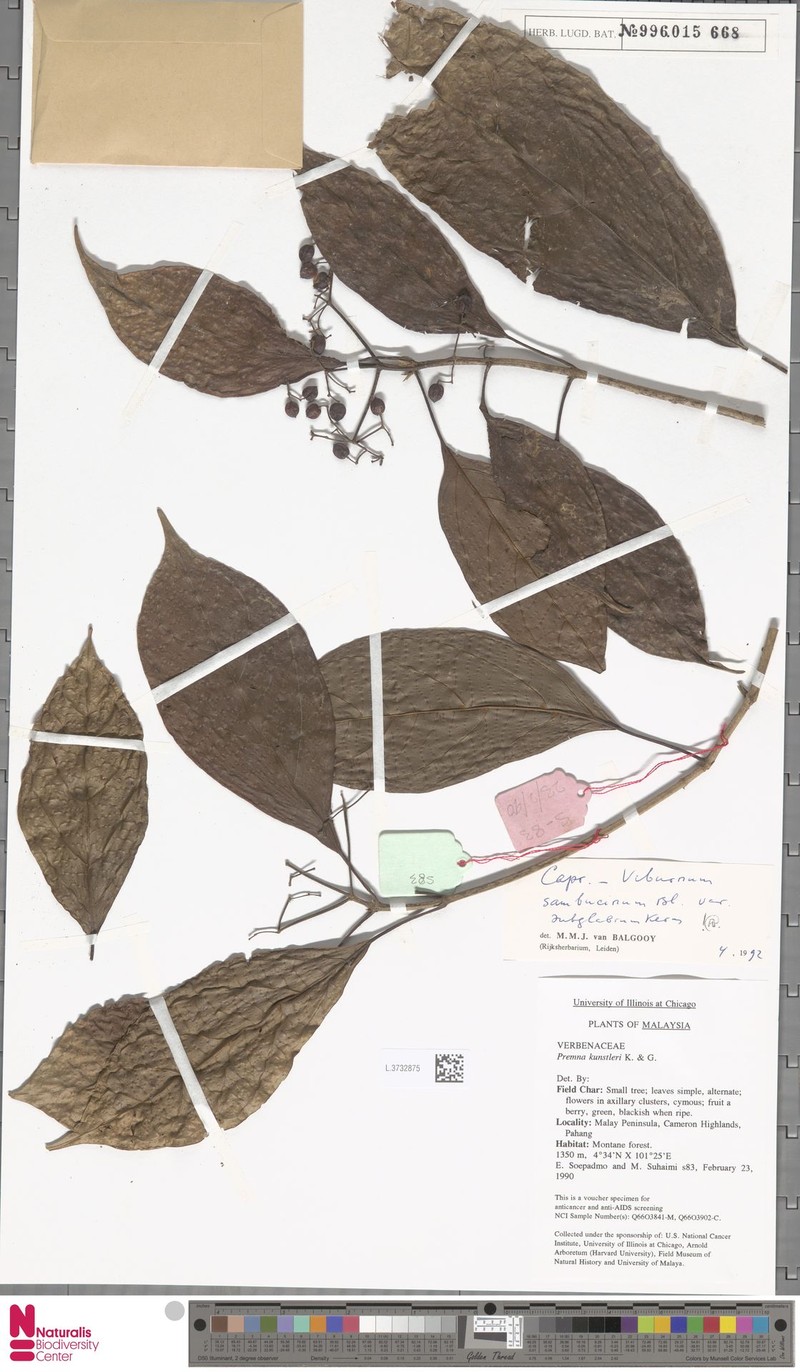 Viburnum sambucinum var. subglabrum