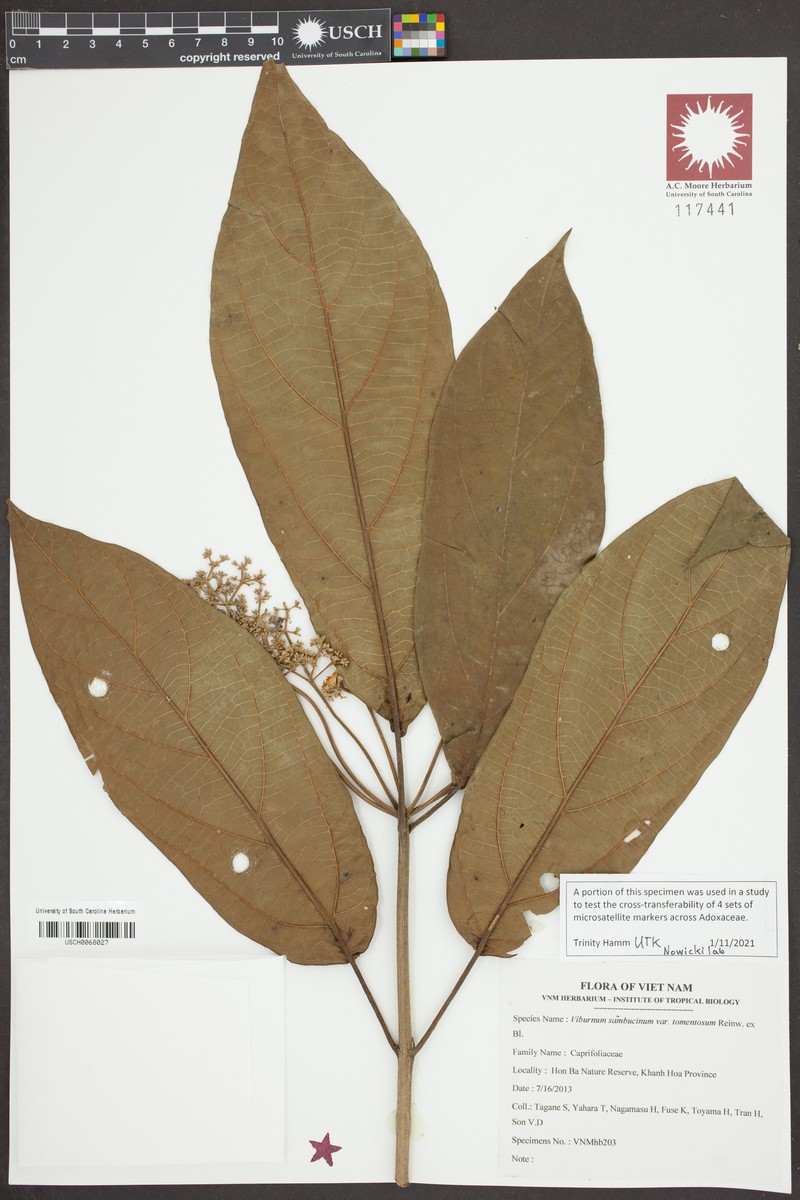 Viburnum sambucinum var. tomentosum