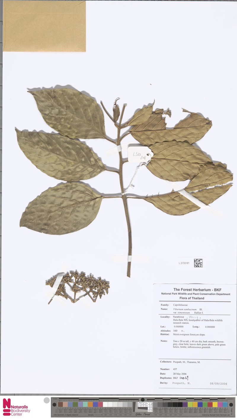 Viburnum sambucinum var. tomentosum photo 4