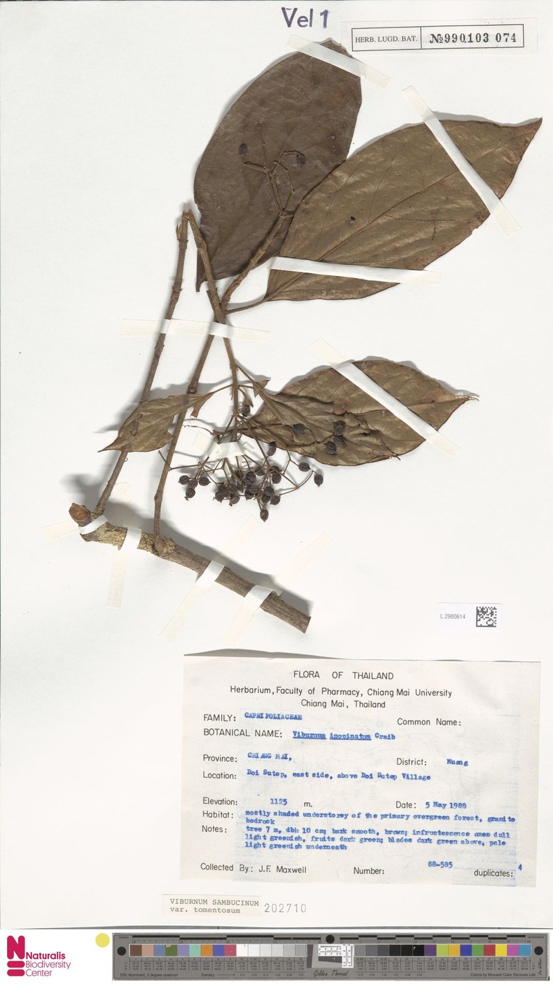 Viburnum sambucinum var. tomentosum photo 5