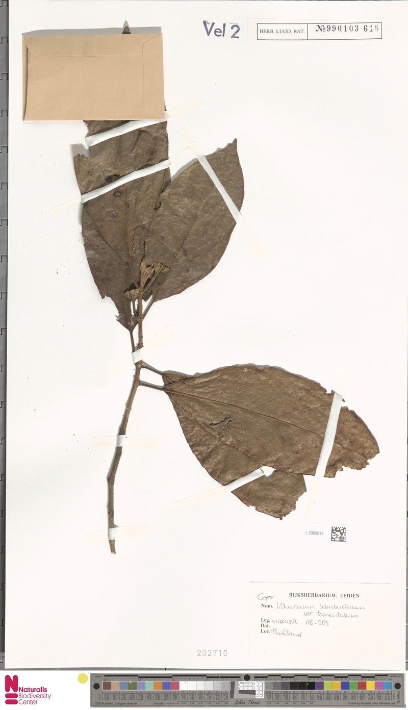 Viburnum sambucinum var. tomentosum photo 6
