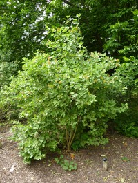 Viburnum sargentii