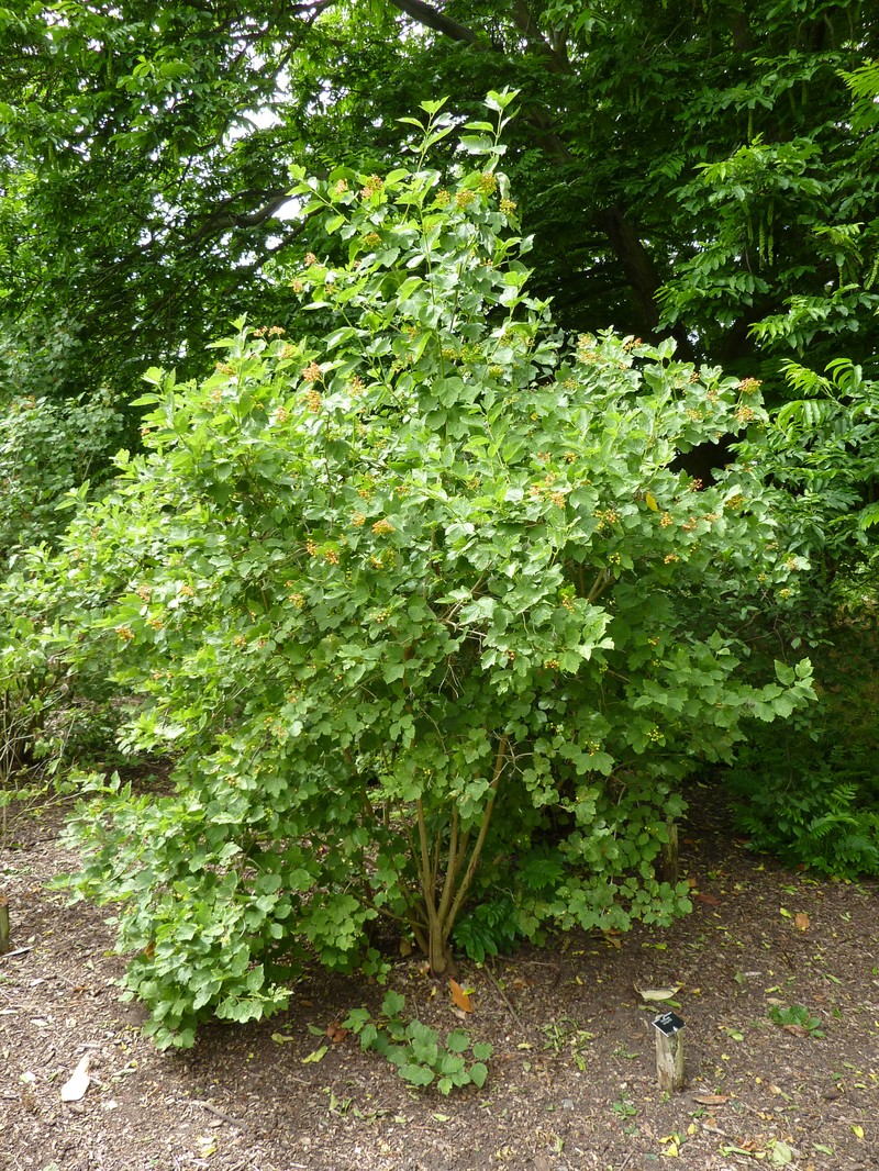 Viburnum sargentii
