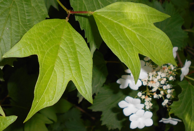 Viburnum sargentii photo 2