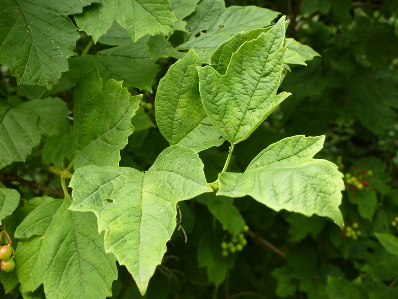 Viburnum sargentii photo 3
