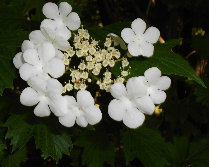 Viburnum sargentii photo 4