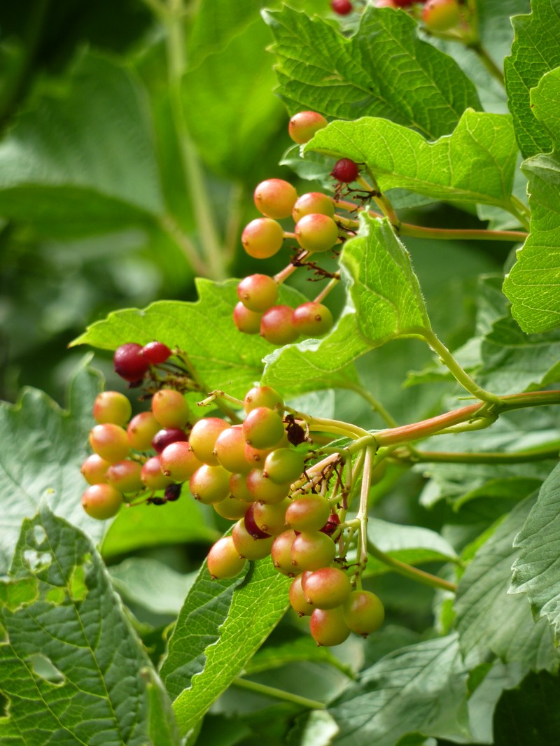 Viburnum sargentii photo 5