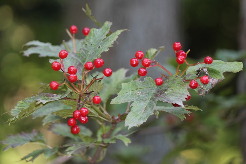 Viburnum sargentii photo 6