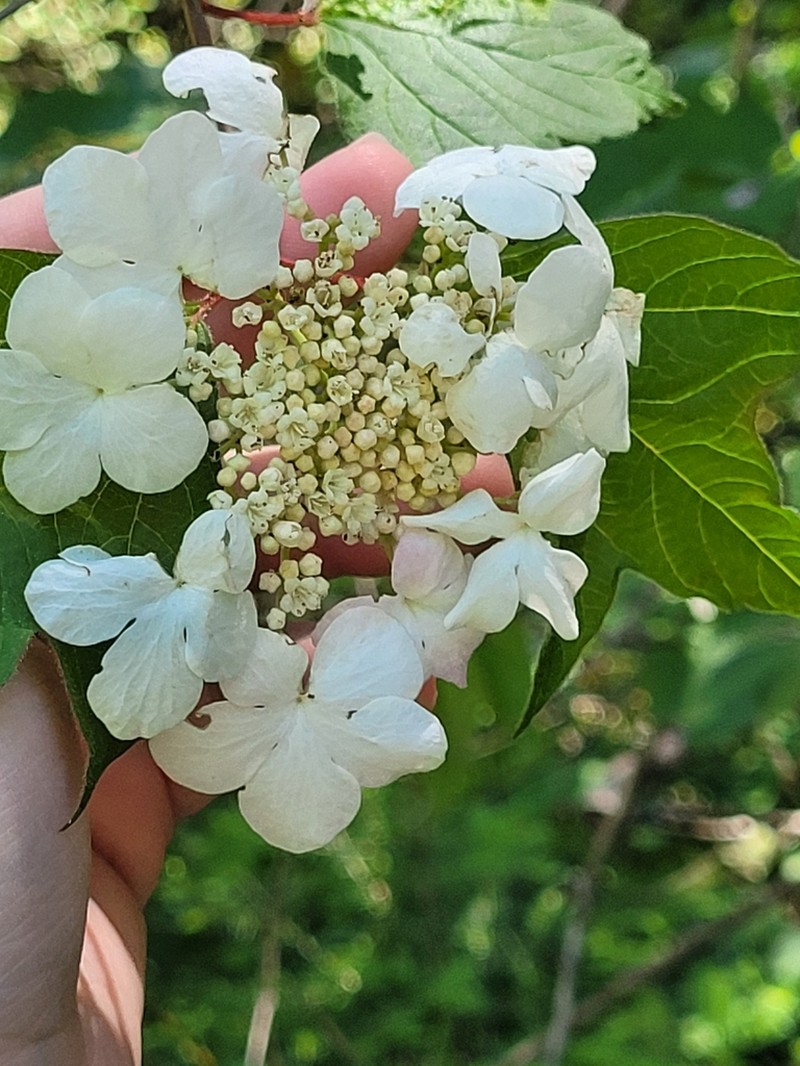 Viburnum sargentii photo 7