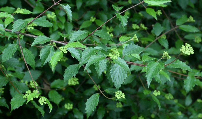 Viburnum scabrellum